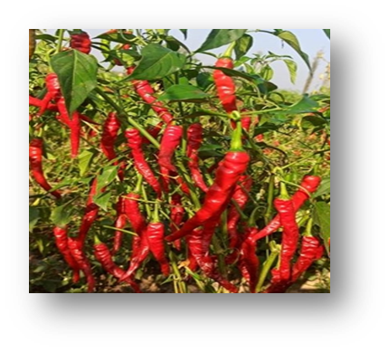 Varietal / Hybrid Development